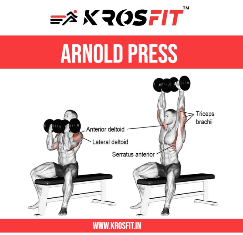What Muscles Do Arnold Curls Work